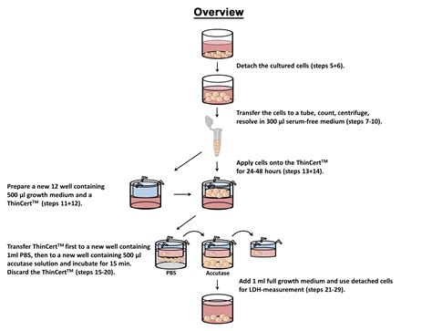 In Vitro Tumor Cell Migration Assay Using Thincertstm Transwells —bio Protocol