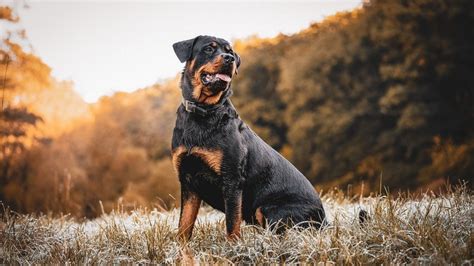 50 Nombres Para Perros De Raza Rottweiler Opciones Para Macho Y Hembra