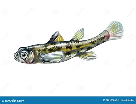 The Dwarf Pygmy Goby Pandaka Pygmaea Stock Illustration - Illustration ...