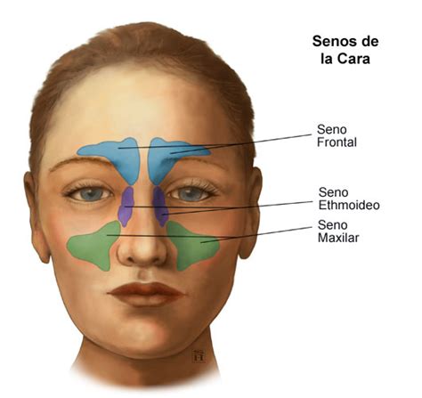 Anatomy And Physiology Of The Nose And Throat Stanford Medicine