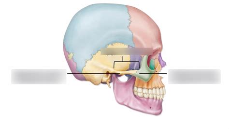 Zygomatic Arch Diagram | Quizlet