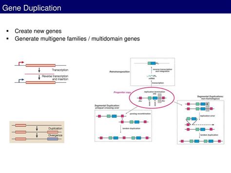 PPT - Origins and Evolution of Novel Genes PowerPoint Presentation ...