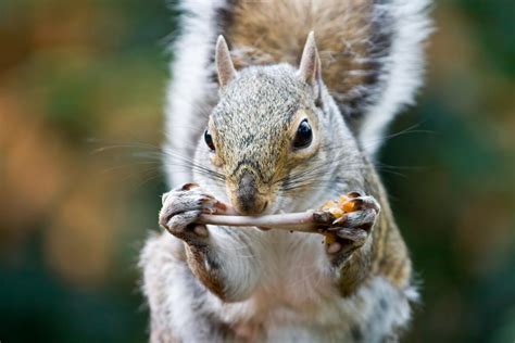 Gnawing Squirrels Are Culprits At Many Crime Scenes In The Loop