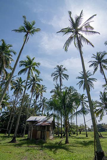 Pondok Kayu Yang Nyaman Terletak Di Perkebunan Kelapa Yang Berkembang