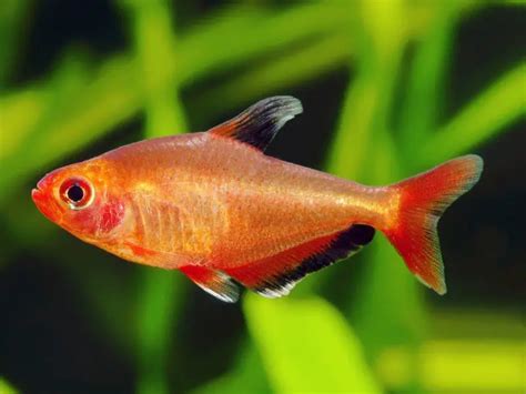 Red Phantom Tetra Care Guide & Species Profile | Fishkeeping World