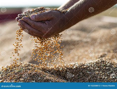 Wheat Grains In Hands At Mill Storage Stock Photo Image Of Nutrition