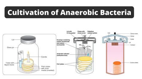 Cultivation of Anaerobic Bacteria - Biology Notes Online