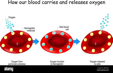 Oxygen and Hemoglobin. How our blood carries and releases oxygen. Red blood cells with ...