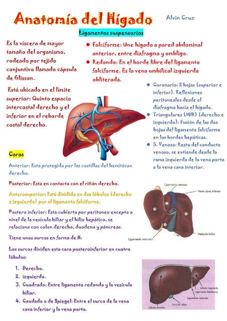 Anatomía del Hígado Hígado Anatomía uDocz