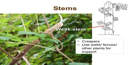 Classifications Of Stem Qs Study