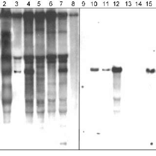 Northern Blot Hybridization Analysis Of Liyv Rna And The M Gfp D Rna