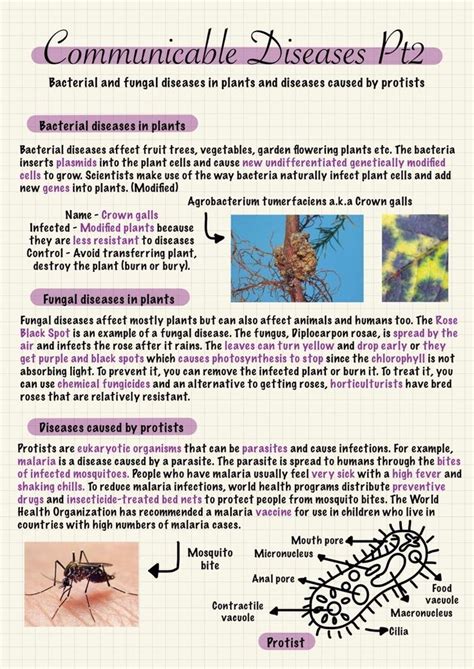 An Info Sheet Describing The Different Types Of Mosquitoes