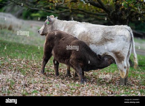 Sustainable Livestock Farming In Australia Regenerative Practices For