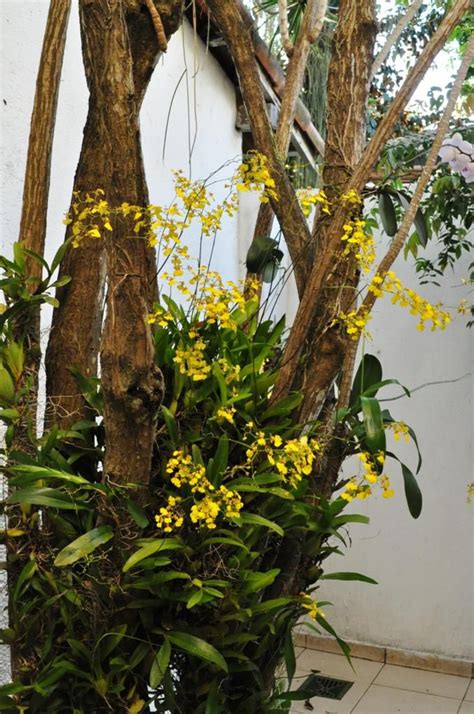 Paix O Por Orqu Deas Meu Orquid Rio Chuva De Ouro Oncidium