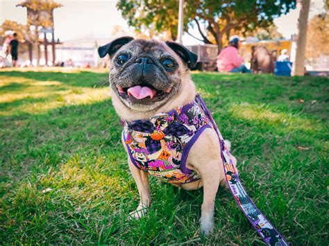 Halloween dog harness Purple Halloween dog harness vest | Etsy