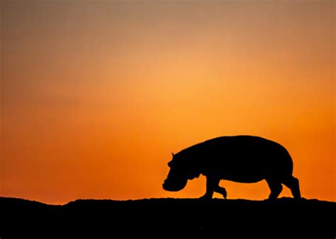 Its Monday And The Hippo King Robin Pope Safaris