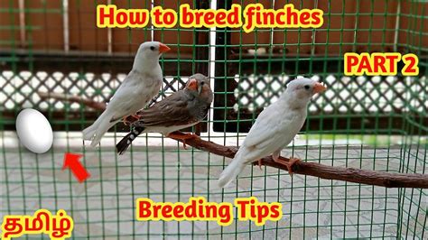 How To Breed Finches In Tamil Breeding Tips Ben Birds World Youtube