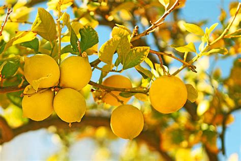 2600 Lemon Grove Stock Photos Pictures And Royalty Free Images Istock