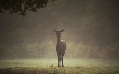 Connaissance Des Animaux Ordre Des Bardes Ovates Et Druides FR