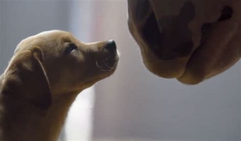 "Puppy Love" Budweiser Superbowl Commercial - Animals & Nature Video ...