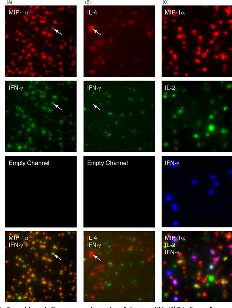 Figure From Automated Analysis Of Two And Three Color Fluorescent