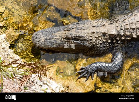 American Alligator Alligator Mississippiensis Kirby Storter Roadside