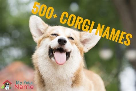 Corgi Names: 500+ Cute, Royal & Funny Names | My Pet's Name