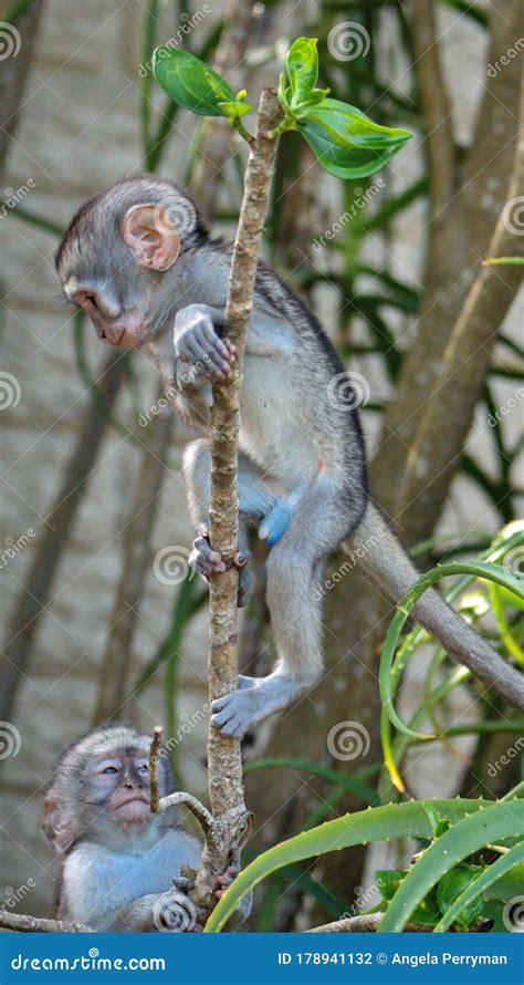 Baby Vervet Monkey Climbing a Tree Stock Photo - Image of young, baby ...