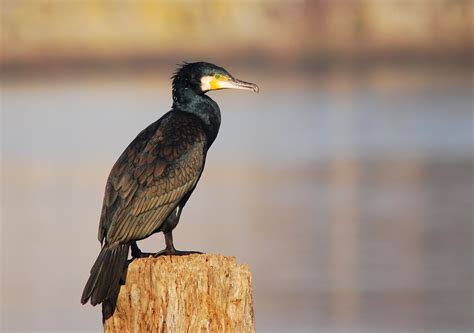 Corvo Marinho De Faces Brancas Great Cormorant Azurara Ana