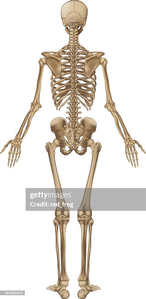 Human Skeleton Back View High-Res Vector Graphic - Getty Images