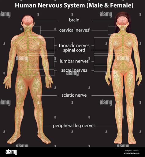 Human Nervous System Stock Vector Image Art Alamy