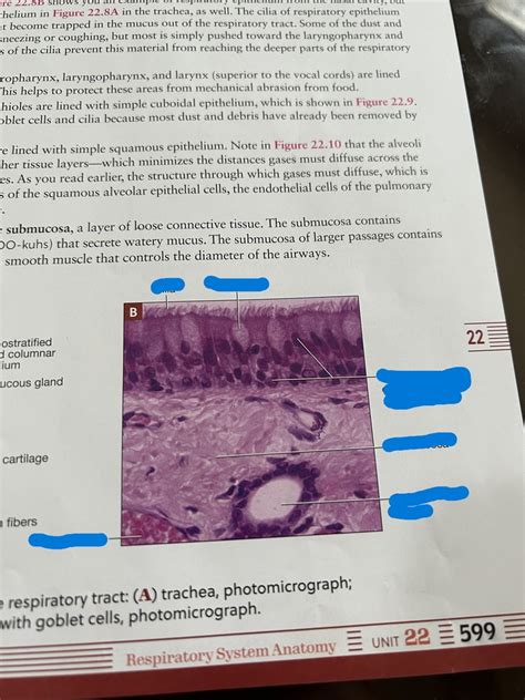 Histology Of The Respiratory Tract Nasal Mucosa With Goblet Cells