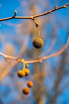 Autum Fruit In A Naked Tree Brunch Against Blue Sky Nature Background