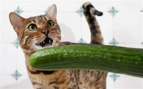 Why Are Cats Afraid Of Cucumbers Discovering The Truth