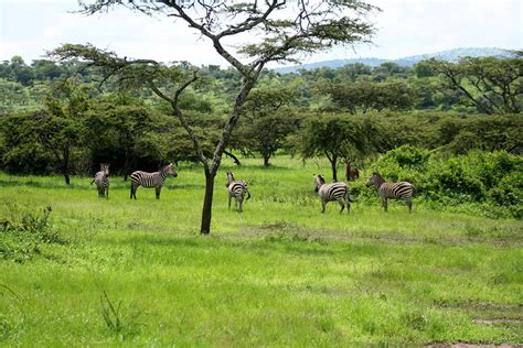 Clima En Parque Nacional De Akagera En Agosto Tiempo