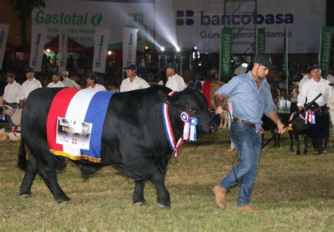 Campo Agropecuario Un Toro Brangus Paraguayo Es El Nuevo Campe N Del