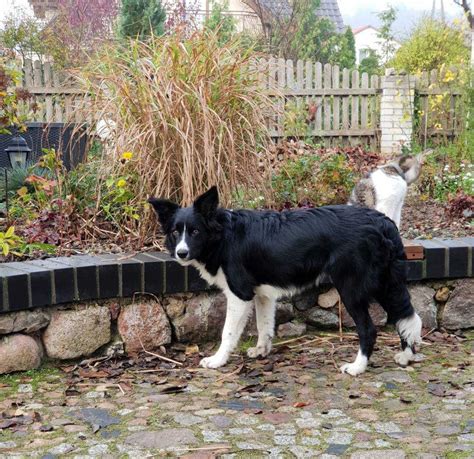 Szczeniaki Border Collie Adopcja B Aszki Olx Pl