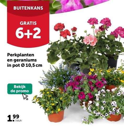 Alle Perkplanten Promoties Gevonden In Juni 2024