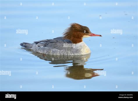 Common Merganser, Mergus merganser, Anatidae, female, Merganser, bird ...