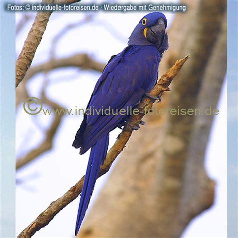 Photo Hyacinth Macaw, Brazil | Welt-Atlas.de