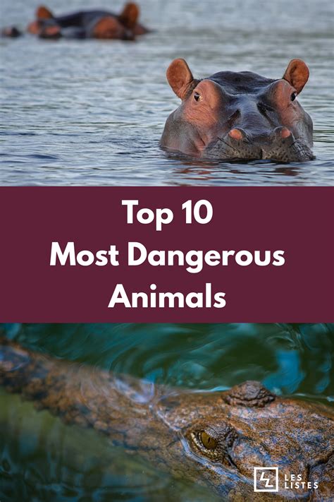 When you think about the most dangerous animals in the world, you might ...