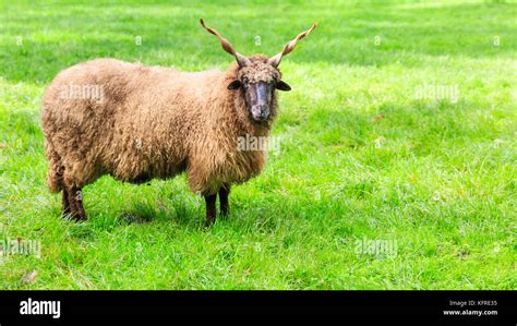 Wallachian Sheep Also Hungarian Racka Sheep Ram With Spiral Horns