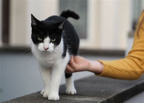 ‘Klepto Cat’ Steals So Many Items From Neighbors, The Family Had To Set ...