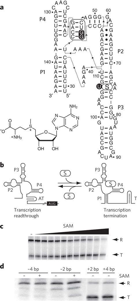 The Sam Riboswitch Promotes Transcription Termination Upon Sam Binding