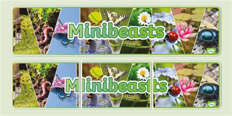 Minibeasts Photo Display Banner Teacher Made Twinkl