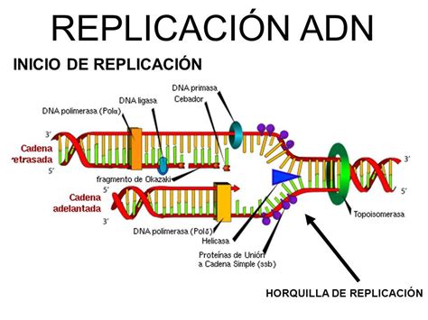 Como Ocurre La Duplicación Del Adn Brainlylat