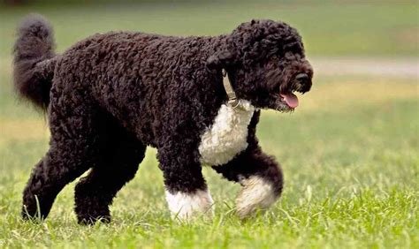 Perro De Agua Portugu S Un Compa Ero Acu Tico Kennel Club Argentino