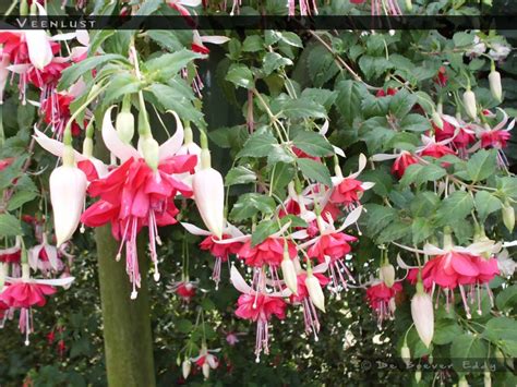 Veenlust - FuchsiaFinder