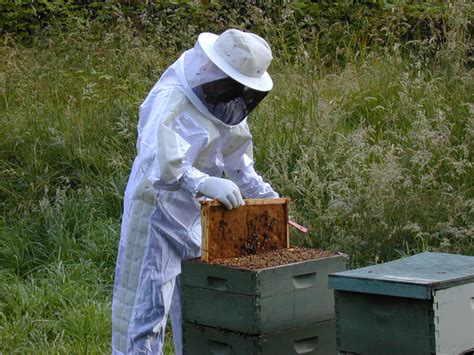 Beehives For Beginners | The Life of Bee