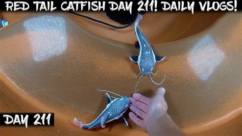 Day Daily Red Tail Catfish Vlog Watch Them Grow Youtube